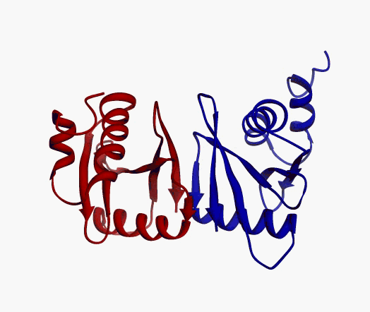 protein tRNA endonuclease